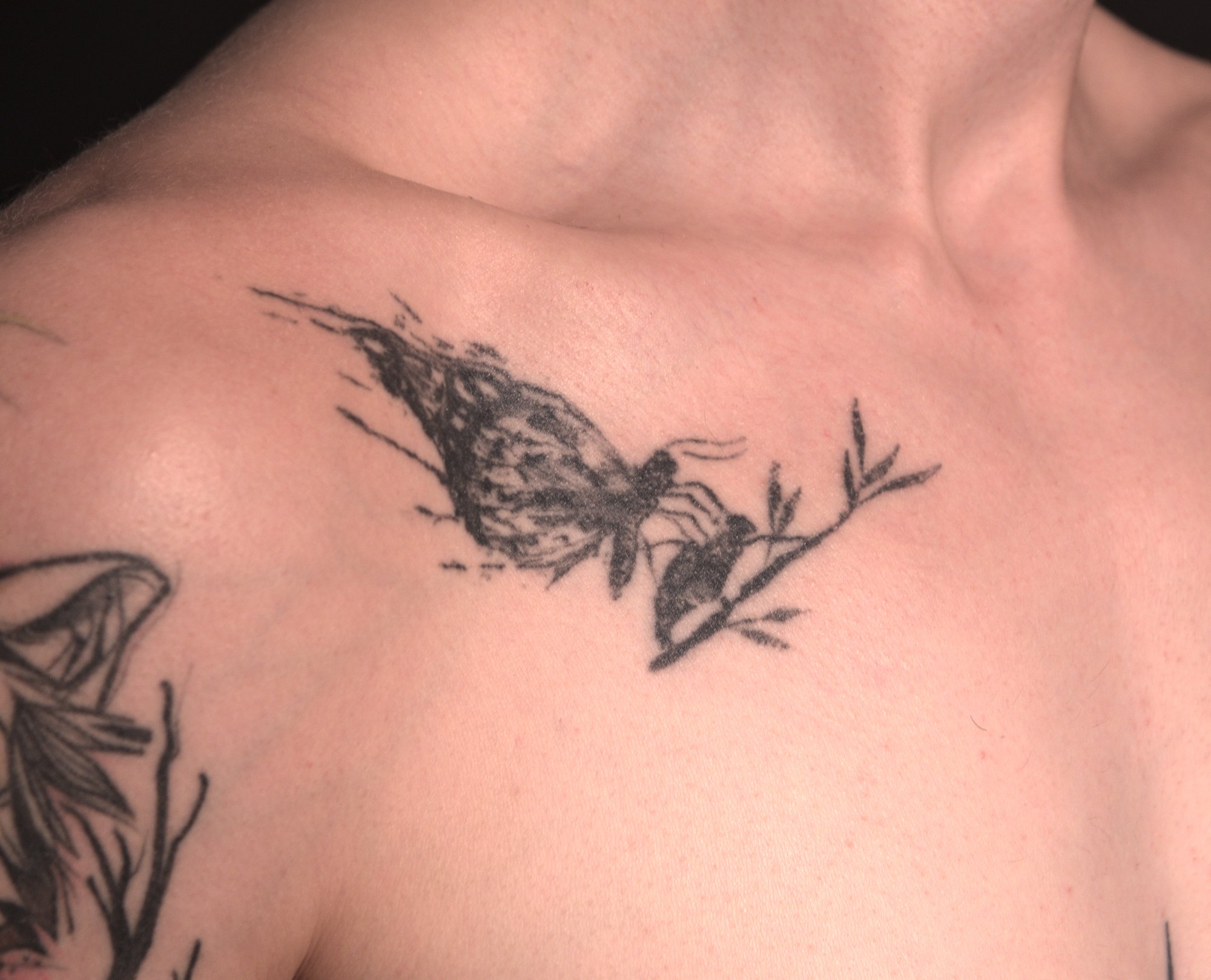 Tattoo of a moth just emerged from its pupa on a little branch, below the right clavicle